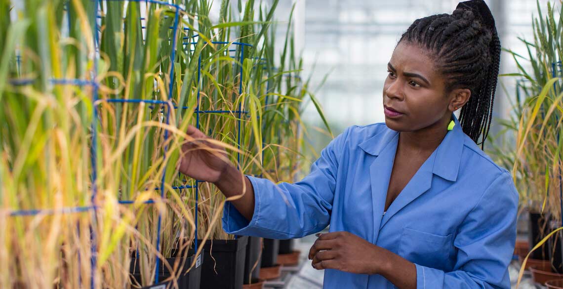 Research student investigating the plant crops at the National Phenomics Centre based on Gogerddan Campus part of Aberystwyth University. 