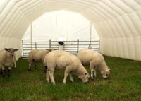 Sheep on one of the University's farms.