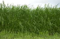 Sugars from grass can produce bioethanol and so much more