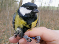 A Great Tit