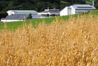 Oat field at IBERS Gogerddan campus