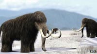 Woolly Mammoth