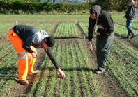 Students working in the field at IBERS