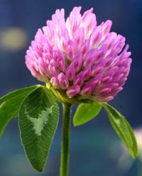 Red clover, a high protein forage.