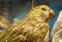 George the Kakapo