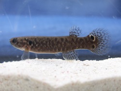 Hermaphrodite Mangrove Killifish