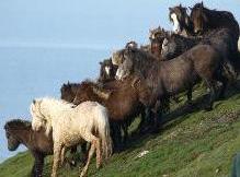 Carneddau wild ponies