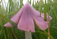 Waxcap