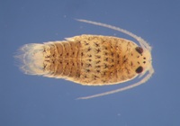 The speckled sea louse, Eurydice pulchra.