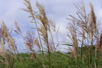 Miscanthus