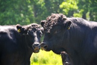 Welsh Black cattle