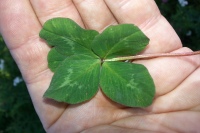 Five-leaf Wild Red Clover