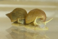 Slime trail following is found in many marine and freshwater snails