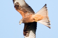 Red Kite - CREDIT Mike Hayward Welsh Kite Trust