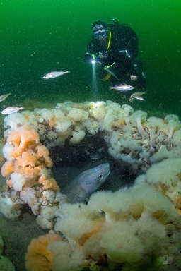 Undergraduate student Ant Baker conducting a diving survey during his placement