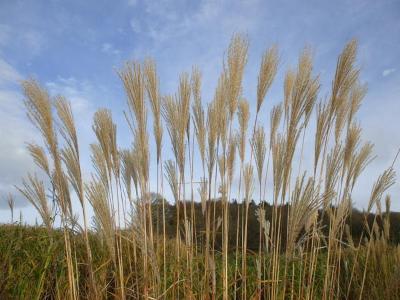 Miscanthus biofuel crop