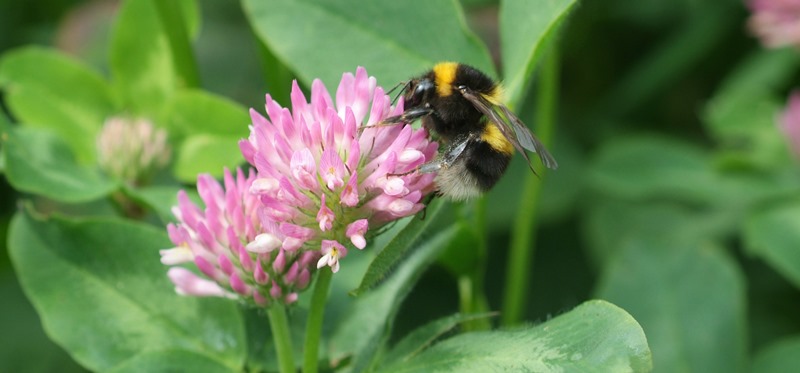 Red clover. In recent years new varieties exhibiting greater persistence have already emerged from the IBERS red clover breeding programme, with AberClaret and AberChianti now on the Recommended Grass and Clover List (RGCL)