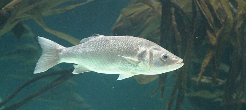 Seabass (Dicentrarchus labrax) one of the species that will be studied by the project. The Bluefish operation will deploy the Irish research vessel Celtic Voyager and the Welsh research vessel Prince Madog in joint cross-border survey and sampling cruises.