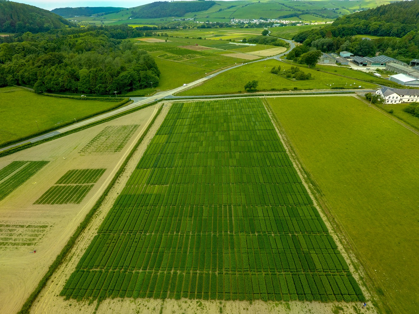 A field at IBERS where oats are grown for research purposes
