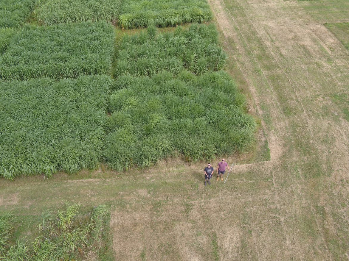 Miscanthus in Aberystwyth University fields