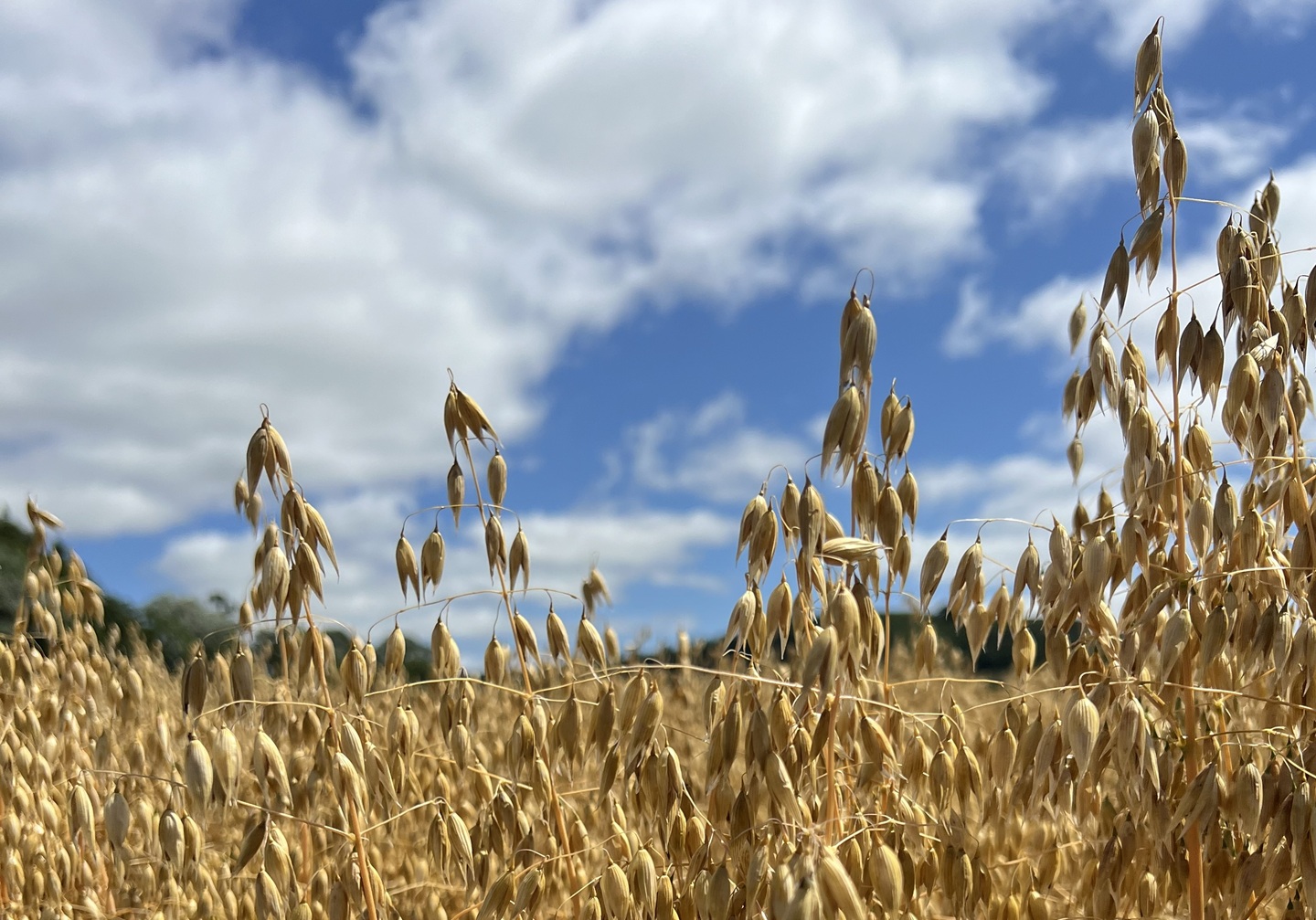 Mature winter oats grown at IBERS, Aberystwyth University.