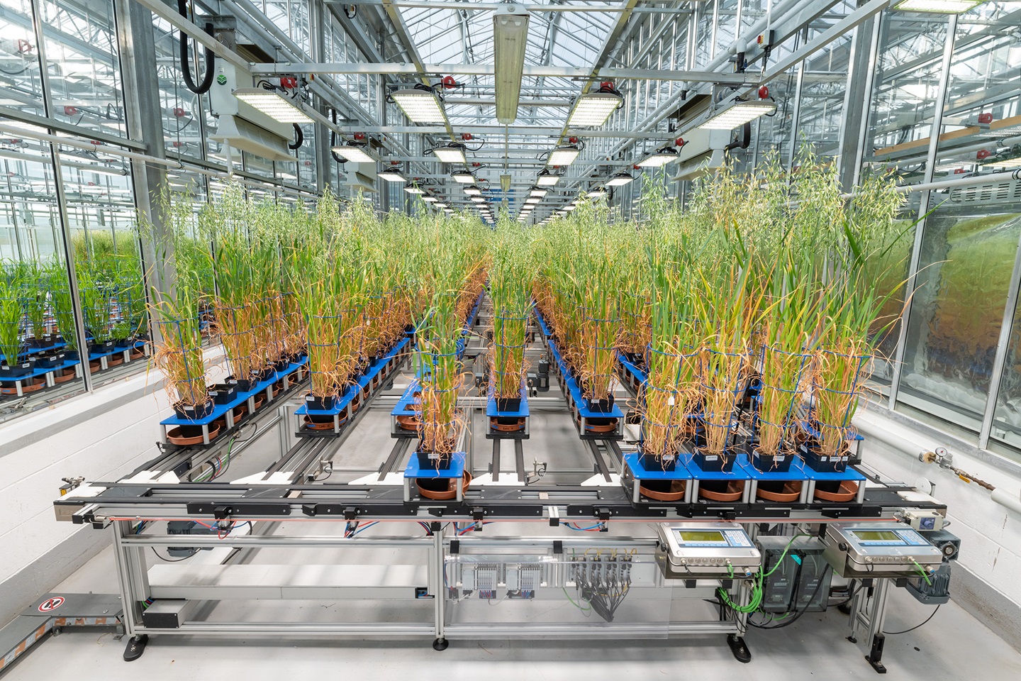 The National Plant Phenomics Centre at Aberystwyth University’s Institute of Biological, Environmental and Rural Sciences (IBERS)