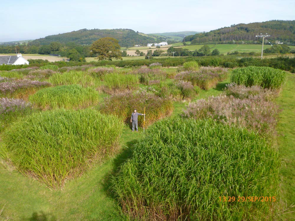Miscanthus Trial Plots