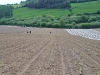Miscanthus Expansion at Frongoch