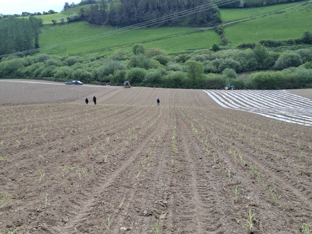 Miscanthus Expansion at Frongoch