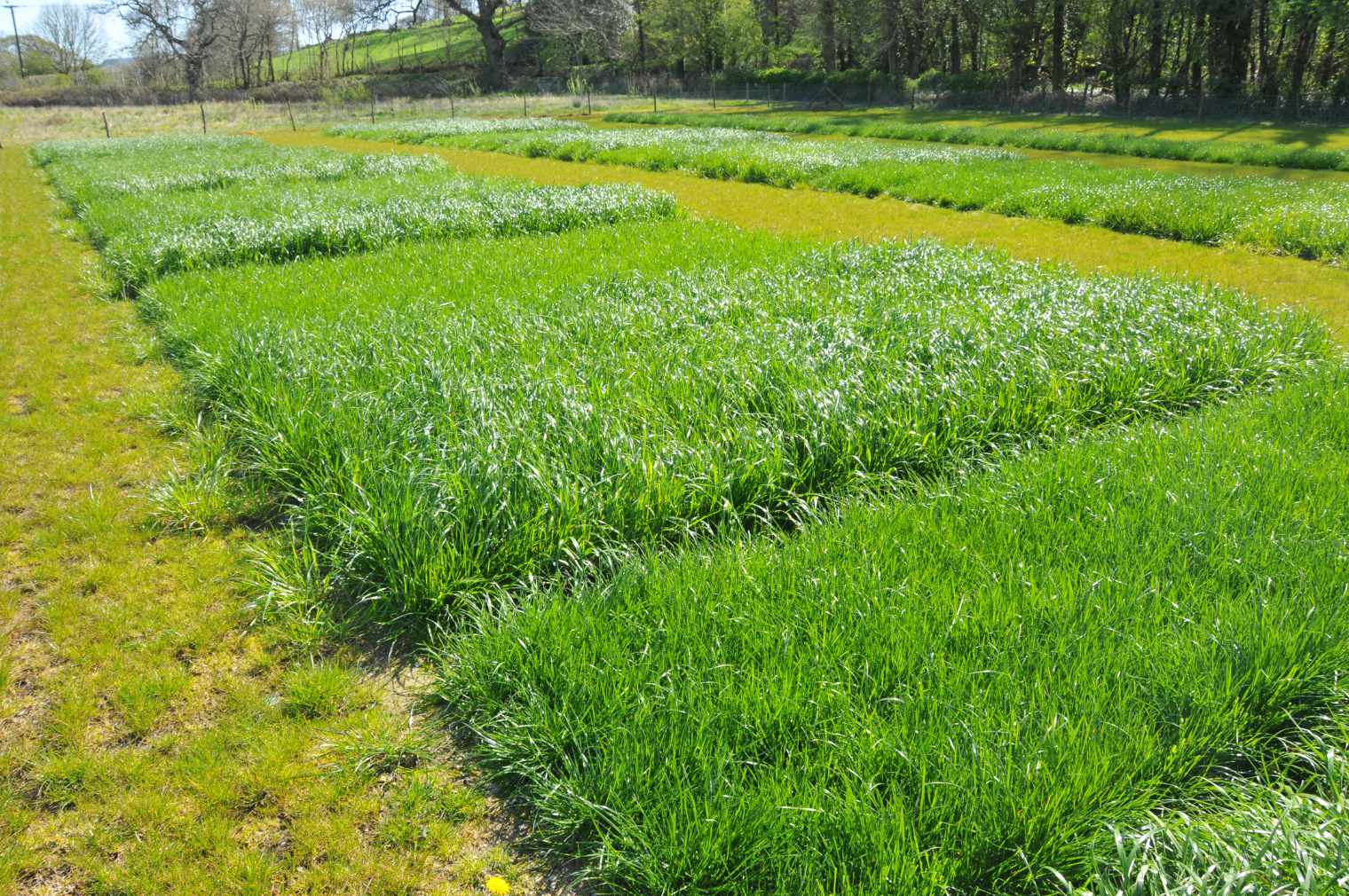 Experimental forage crops growing on land at Gogerddan, Aberystwyth.