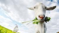 Dudarev Mikhail/Shutterstock