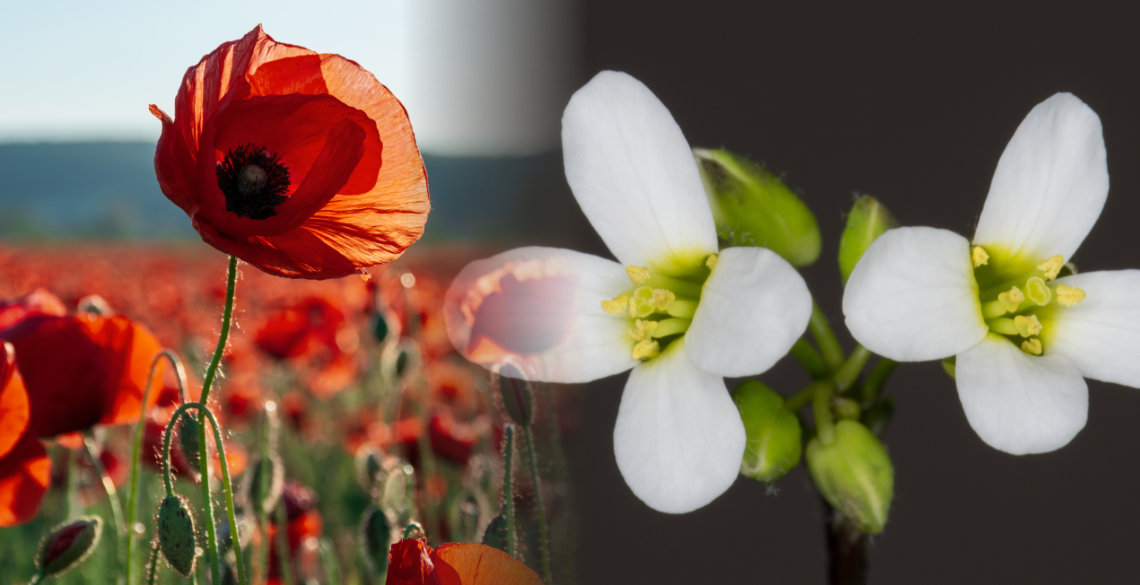 Papaver rhoeas & Arabidopsis flowers: most of the work described in this paper used &ldquo;engineered&rdquo; Arabidopsis plants that mimic the self-incompatibility response in Papaver rhoeas.
