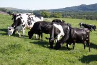 Dairy cows pictured on Aberystwyth University’s research farm at Trawsgoed.