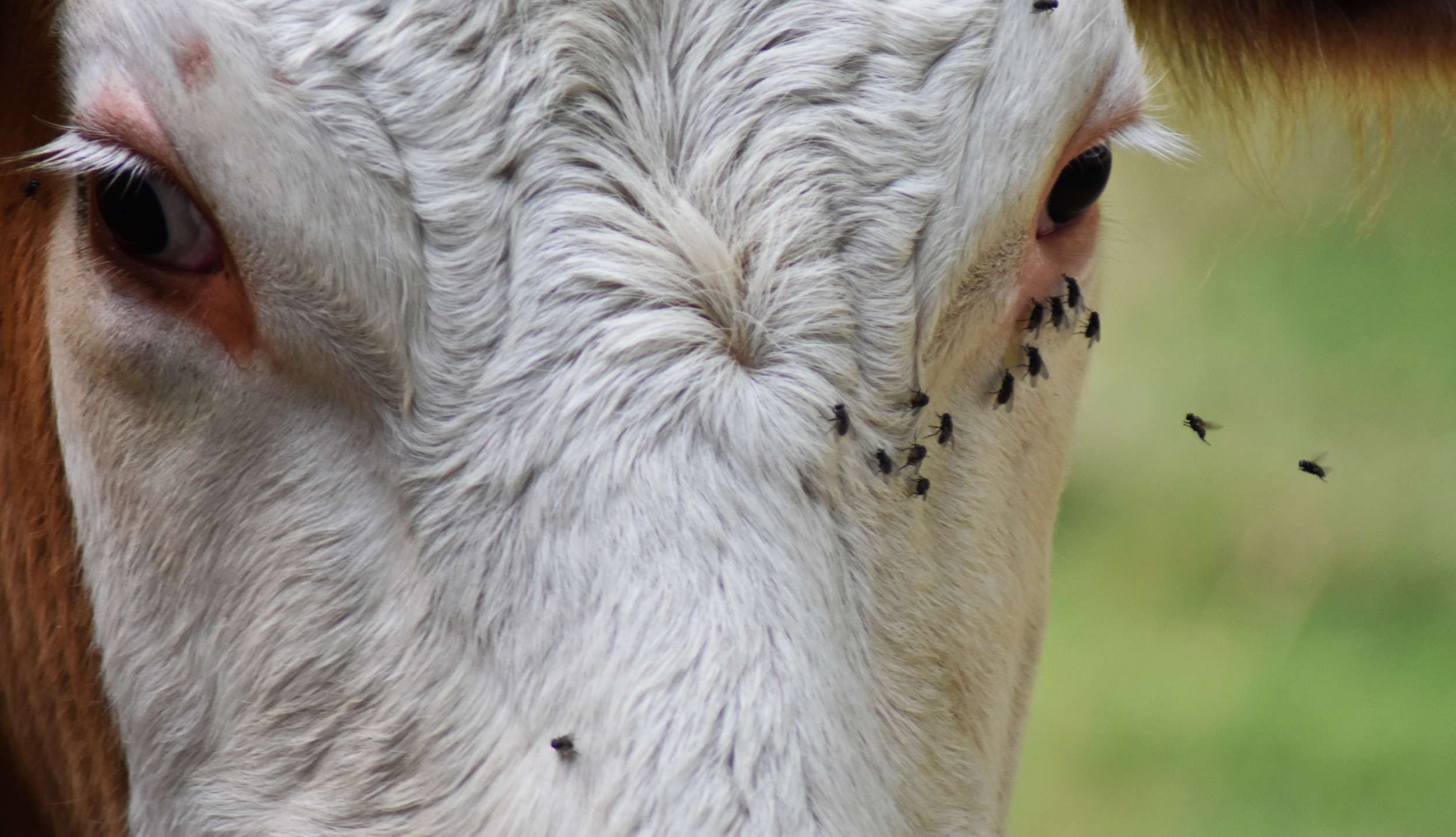Fly control is an important part of disease control. Image by David Cardinez from Pixabay