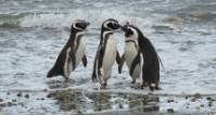 Magellanic penguins - Image by falco from Pixabay