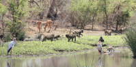 Mapungubwe National Park, South Africa