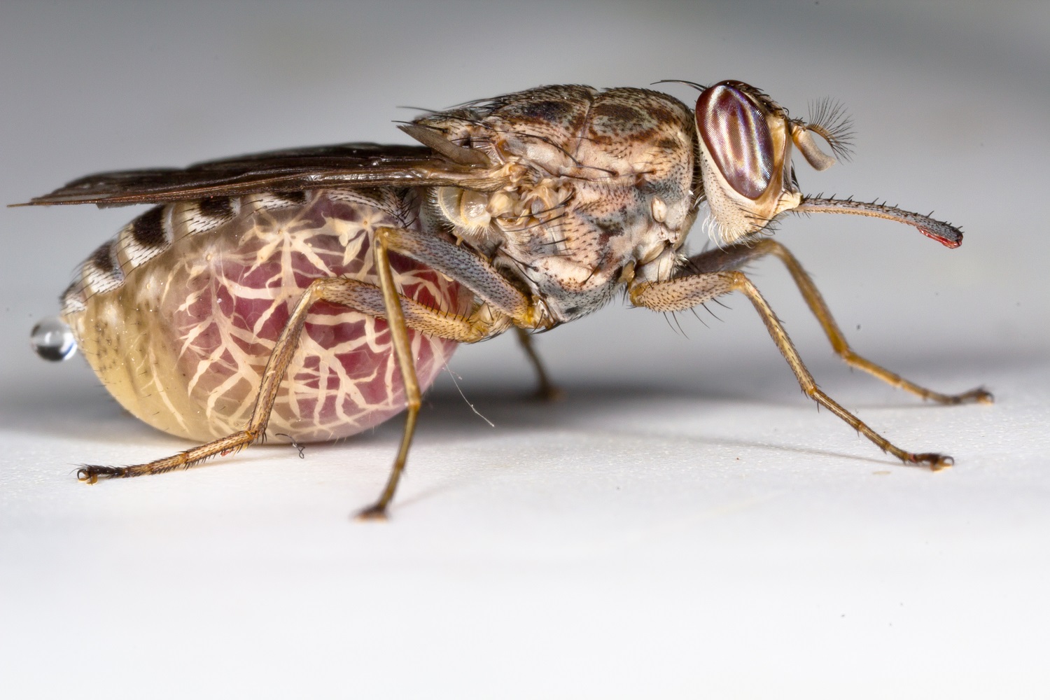 A tsetse fly with its abdomen swollen after a blood meal. 
Image credit: Oregon State University [CC BY-SA 2.0 (http://creativecommons.org/licenses/by-sa/2.0)], via Flickr.