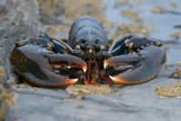 The European lobster (Homarus gammarus) Dave M Hunt Photography/Shutterstock
