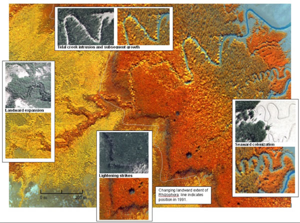 Mangrove change identified through time-series comparison of stereo aerial photography (1991) and Compact Airborne Spectrographic Imager (CASI) data (2002), Kakadu National Park, Northern Territory, Australia.