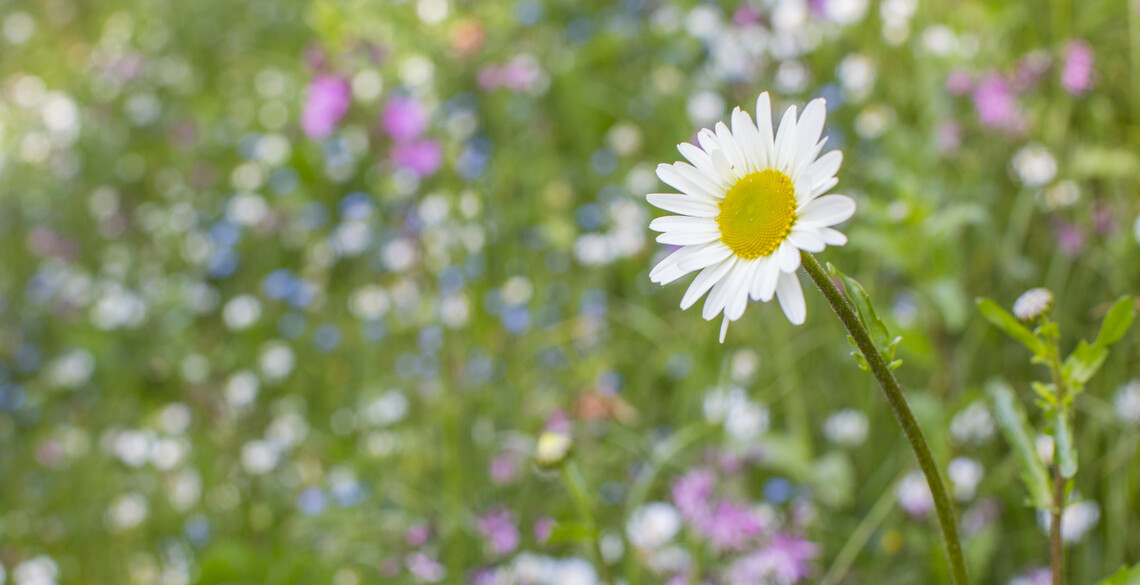 Flowers on Penglais Campus