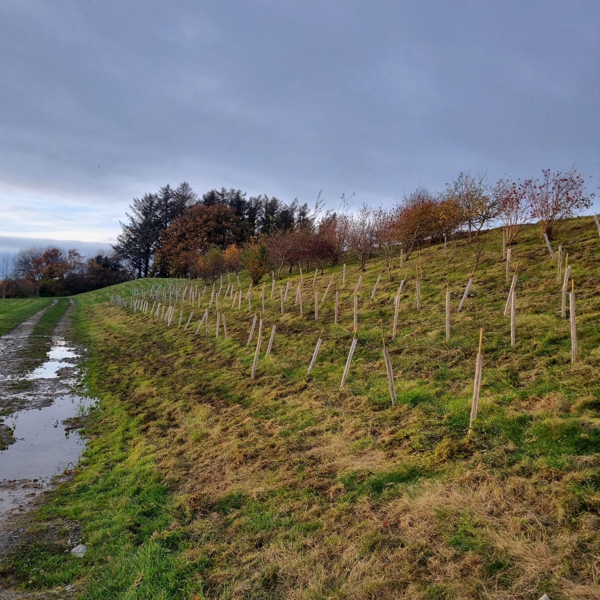 rows of saplings