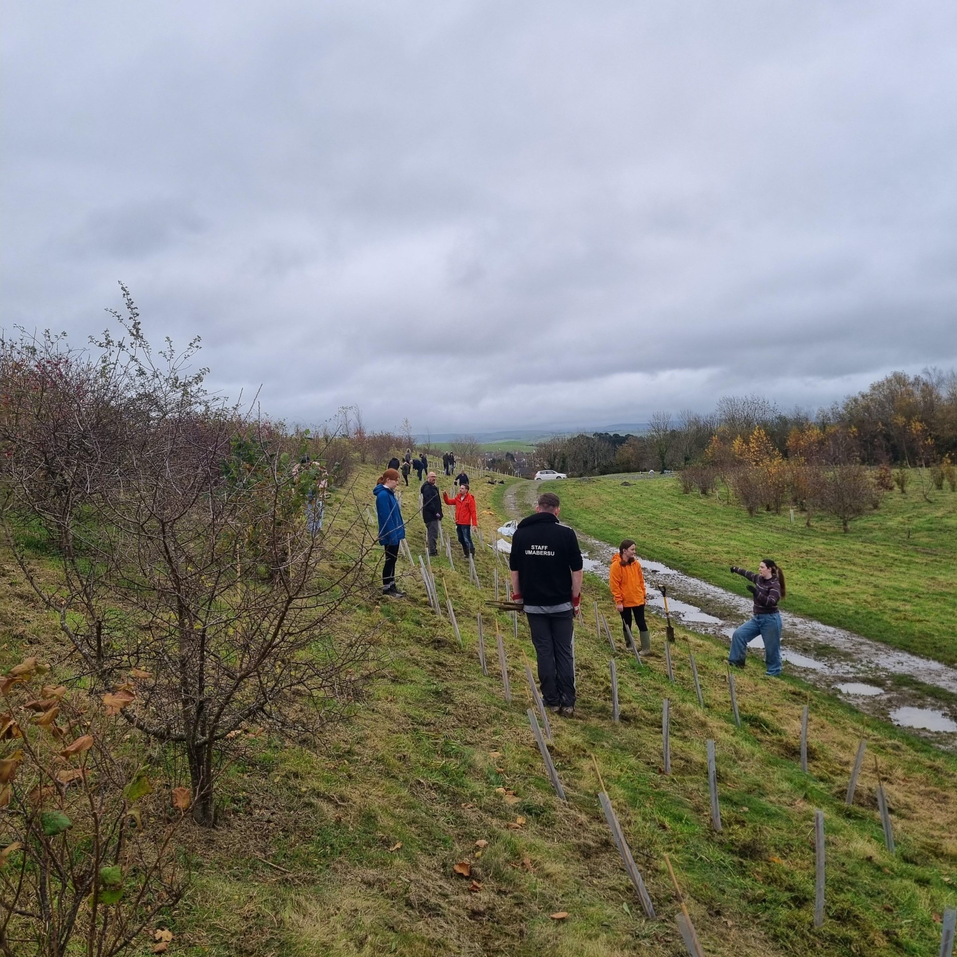 Staff and student volunteers planting saplings