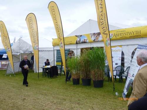 Photo of the IBERS marquee at the 2013 Cereals event.