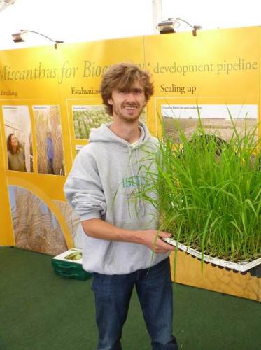 Chris Ashman Agronomy PhD student at IBERS shows the seed based hybrids in plug trays