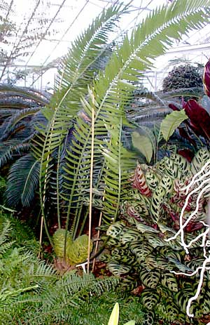 Encephalartos bartii female cone