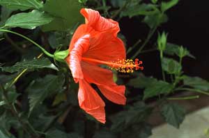 Hibiscus rosa-sinensis