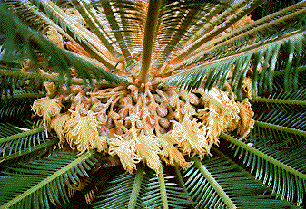 Cycas revoluta sporophylls