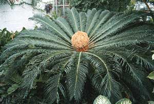 cycadophyta cycas cycad revoluta ibers division distributed through widely genus represents species asia se japan australia right most