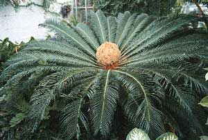 Cycas revoluta