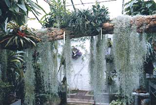 Tillandsia usneoides 